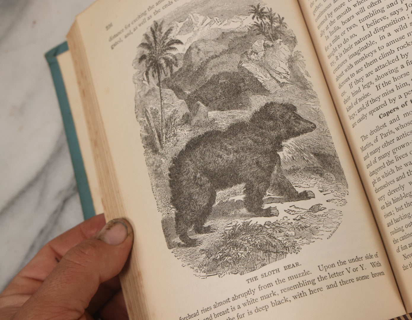 Lot 012 - "Earth, Sea, And Sky; Or The Marvels Of The Universe" Antique Natural History Book By Henry Davenport Northrop, With Over 300 Fine Engravings, L.P. Miller & Co., Publishers, Chicago & Philadelphia, 1887