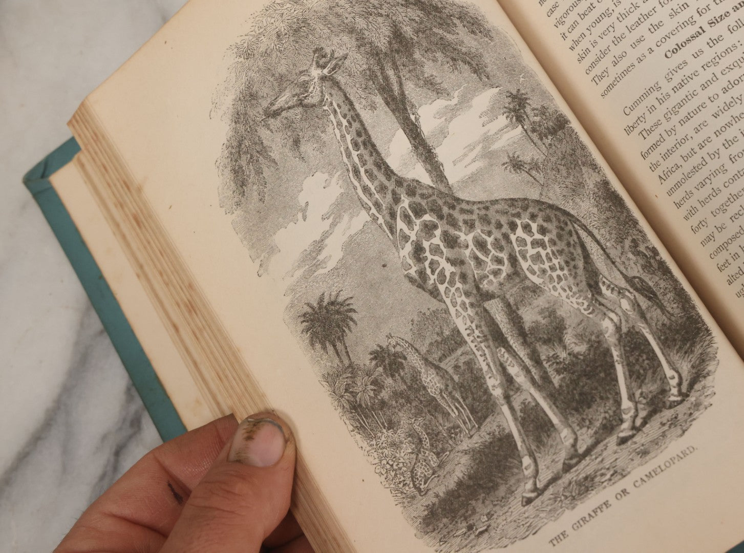 Lot 012 - "Earth, Sea, And Sky; Or The Marvels Of The Universe" Antique Natural History Book By Henry Davenport Northrop, With Over 300 Fine Engravings, L.P. Miller & Co., Publishers, Chicago & Philadelphia, 1887