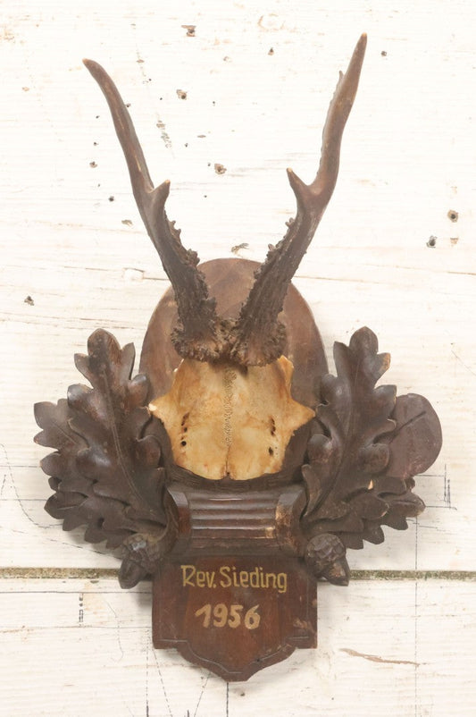 Lot 040 - Vintage Roe Deer Antler European Style Trophy Mount, With Antlers And Skull Cap, Shot By Reverend Sieding, Spring 1956, Germany, On Black Forest Carved Plaque With Oak Leaves And Acorns