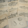 Lot 117 - Grouping Of 30+ Antique Bookplate Prints Of Fish, Shellfish, Sea Creatures, And Fishing Related Photos, From The Report Of U.S.F.C. United States Fish Commission, 1897