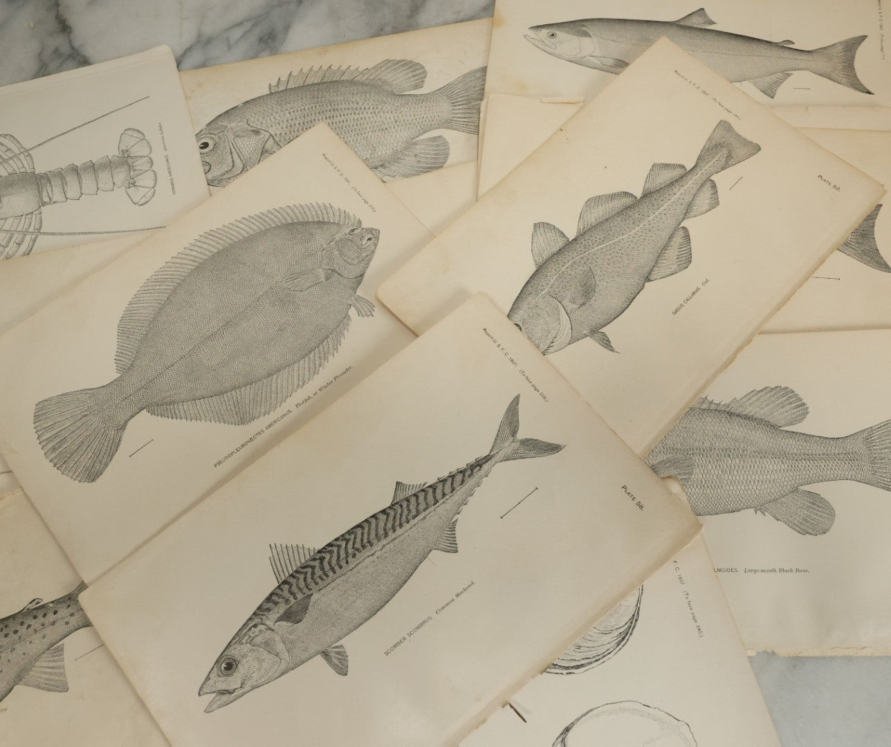 Lot 117 - Grouping Of 30+ Antique Bookplate Prints Of Fish, Shellfish, Sea Creatures, And Fishing Related Photos, From The Report Of U.S.F.C. United States Fish Commission, 1897