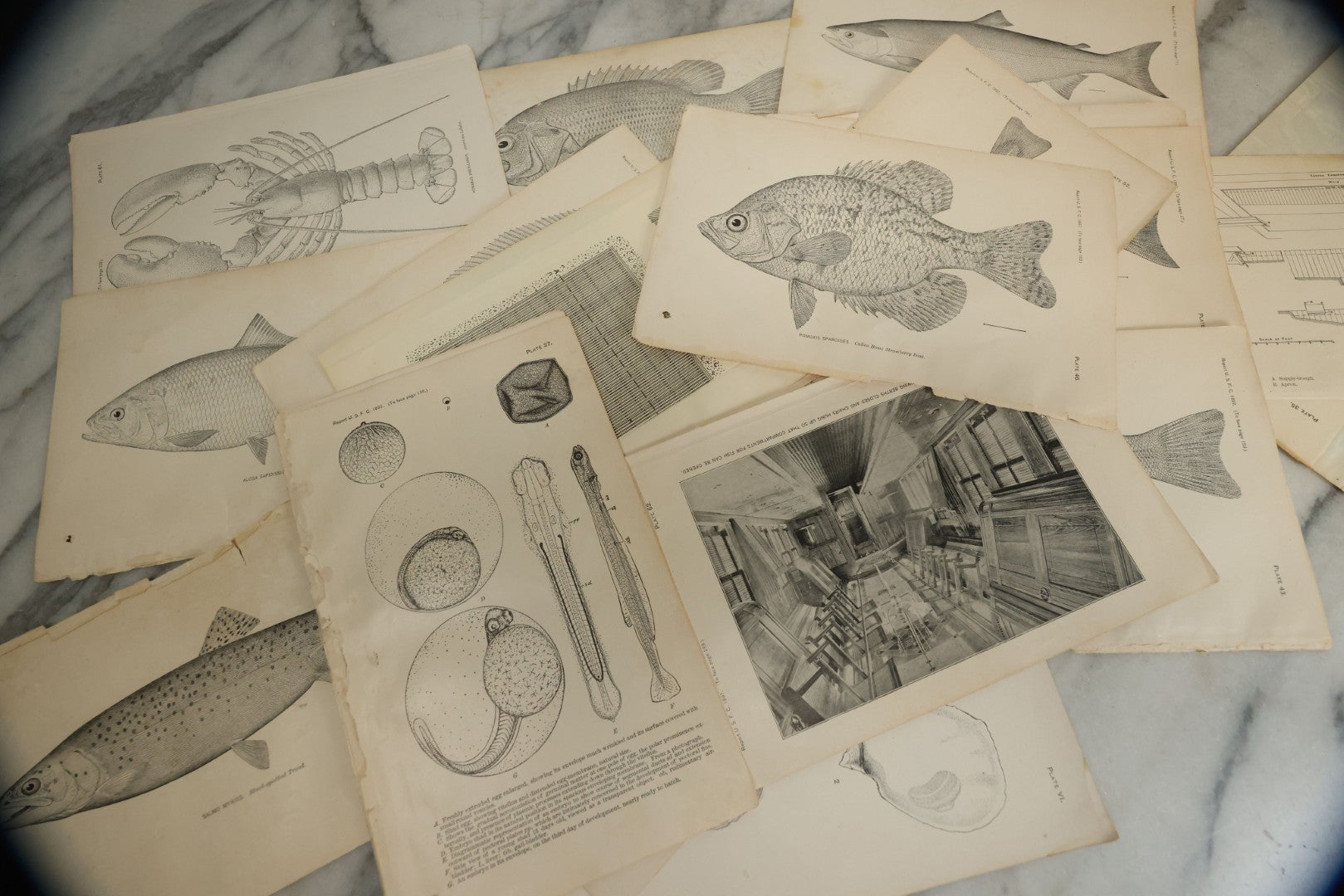 Lot 117 - Grouping Of 30+ Antique Bookplate Prints Of Fish, Shellfish, Sea Creatures, And Fishing Related Photos, From The Report Of U.S.F.C. United States Fish Commission, 1897