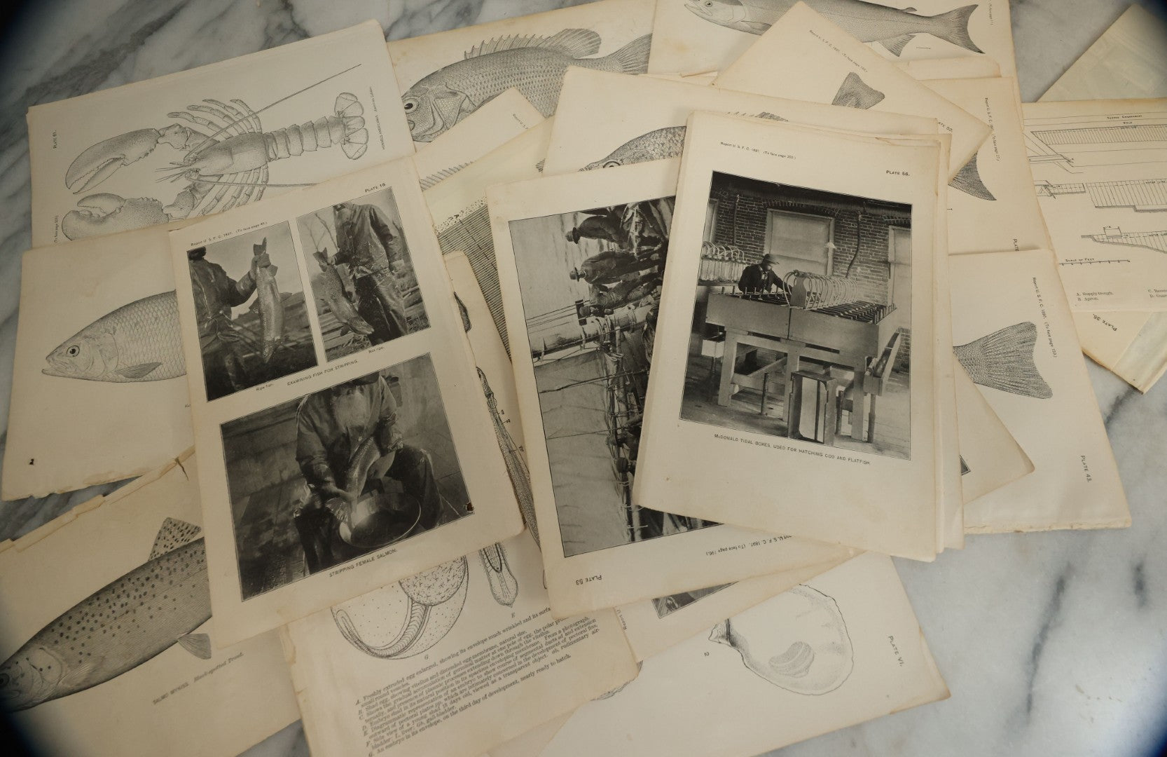 Lot 117 - Grouping Of 30+ Antique Bookplate Prints Of Fish, Shellfish, Sea Creatures, And Fishing Related Photos, From The Report Of U.S.F.C. United States Fish Commission, 1897