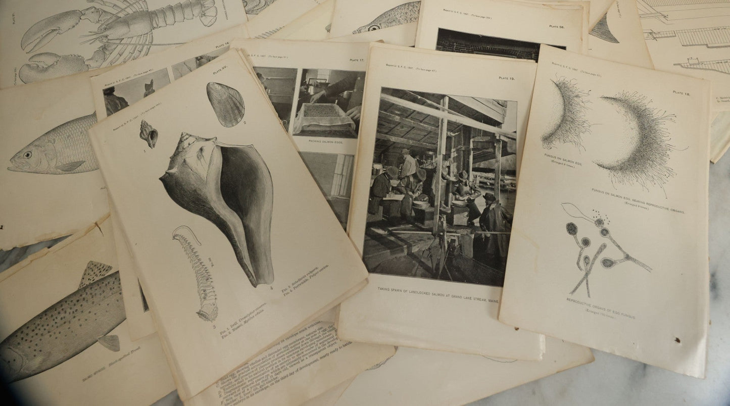Lot 117 - Grouping Of 30+ Antique Bookplate Prints Of Fish, Shellfish, Sea Creatures, And Fishing Related Photos, From The Report Of U.S.F.C. United States Fish Commission, 1897