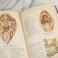 Lot 151 - "Atlas Of Human Anatomy, Explanatory Text" Vintage Book By Jesse F. Williams & Charles F. Geschickter With Colored Illustrations, Copyright 1942, By Barnes & Noble Inc., New Edition