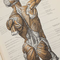 Lot 152 - "An Atlas Of Anatomy For Artists" Vintage Profusely Illustrated Anatomy Drawing Book By Fritz Schider, Dover Publications Inc., New York, 1957, Third American Edition