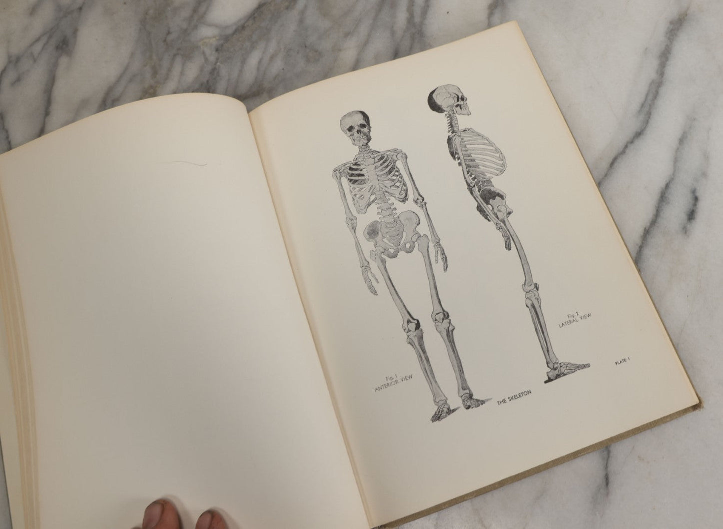 Lot 152 - "An Atlas Of Anatomy For Artists" Vintage Profusely Illustrated Anatomy Drawing Book By Fritz Schider, Dover Publications Inc., New York, 1957, Third American Edition