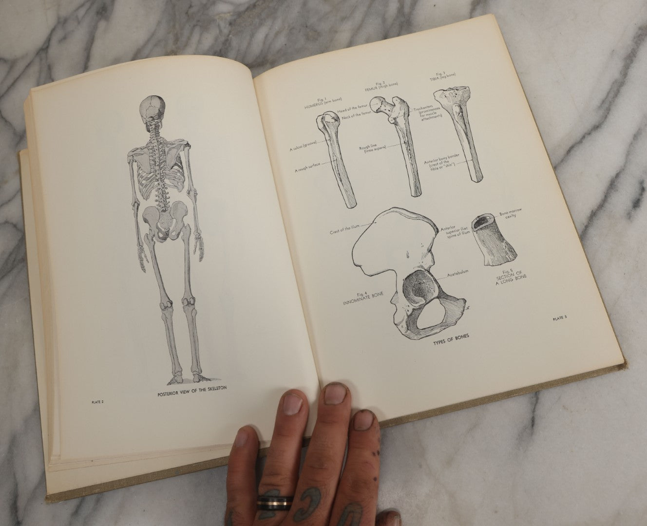 Lot 152 - "An Atlas Of Anatomy For Artists" Vintage Profusely Illustrated Anatomy Drawing Book By Fritz Schider, Dover Publications Inc., New York, 1957, Third American Edition