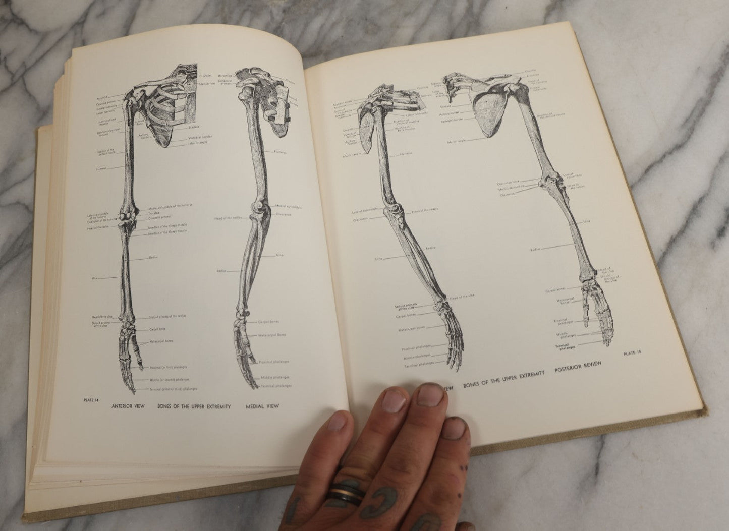 Lot 152 - "An Atlas Of Anatomy For Artists" Vintage Profusely Illustrated Anatomy Drawing Book By Fritz Schider, Dover Publications Inc., New York, 1957, Third American Edition