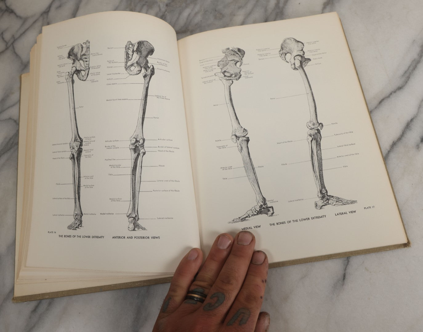 Lot 152 - "An Atlas Of Anatomy For Artists" Vintage Profusely Illustrated Anatomy Drawing Book By Fritz Schider, Dover Publications Inc., New York, 1957, Third American Edition