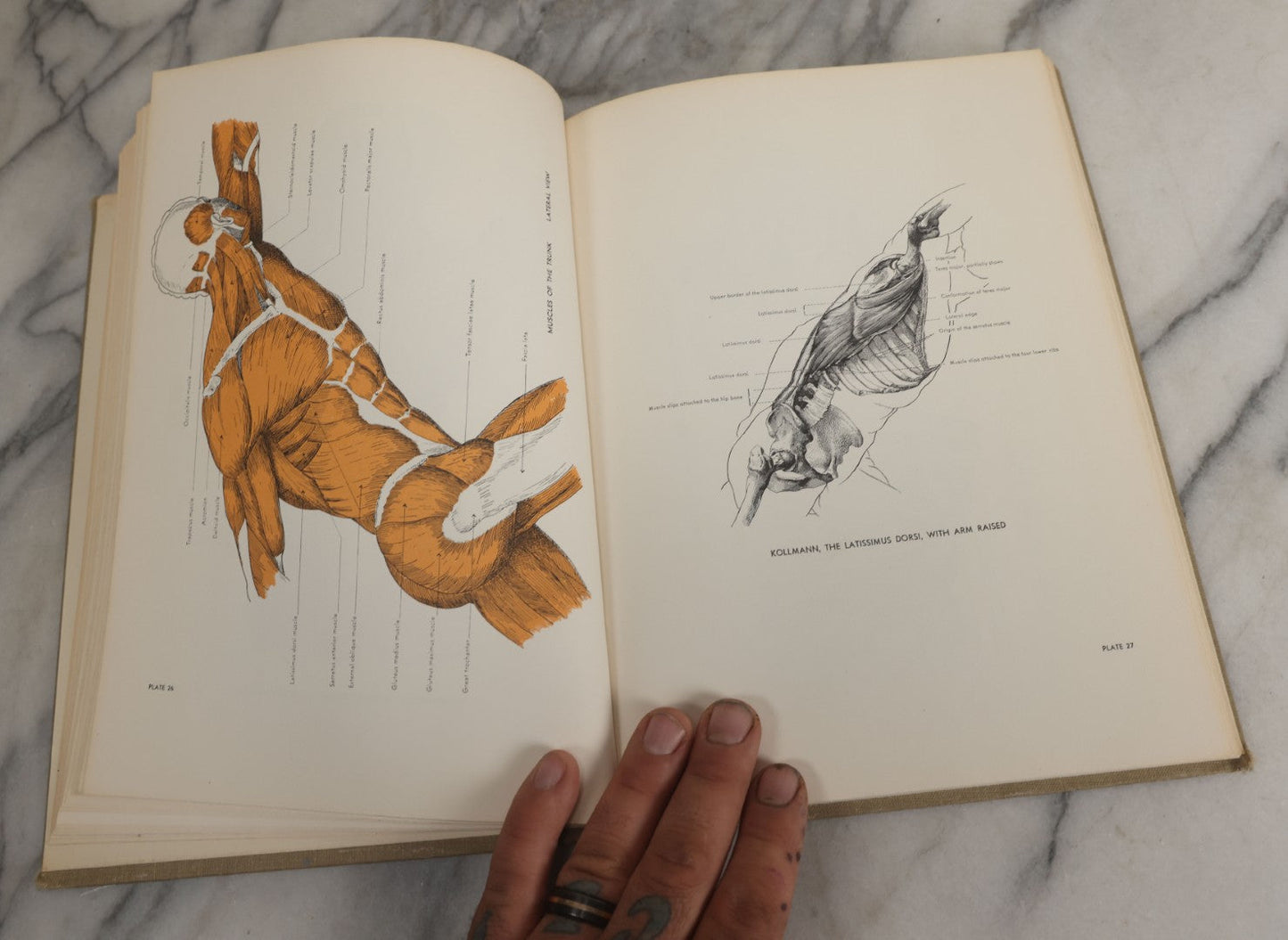 Lot 152 - "An Atlas Of Anatomy For Artists" Vintage Profusely Illustrated Anatomy Drawing Book By Fritz Schider, Dover Publications Inc., New York, 1957, Third American Edition