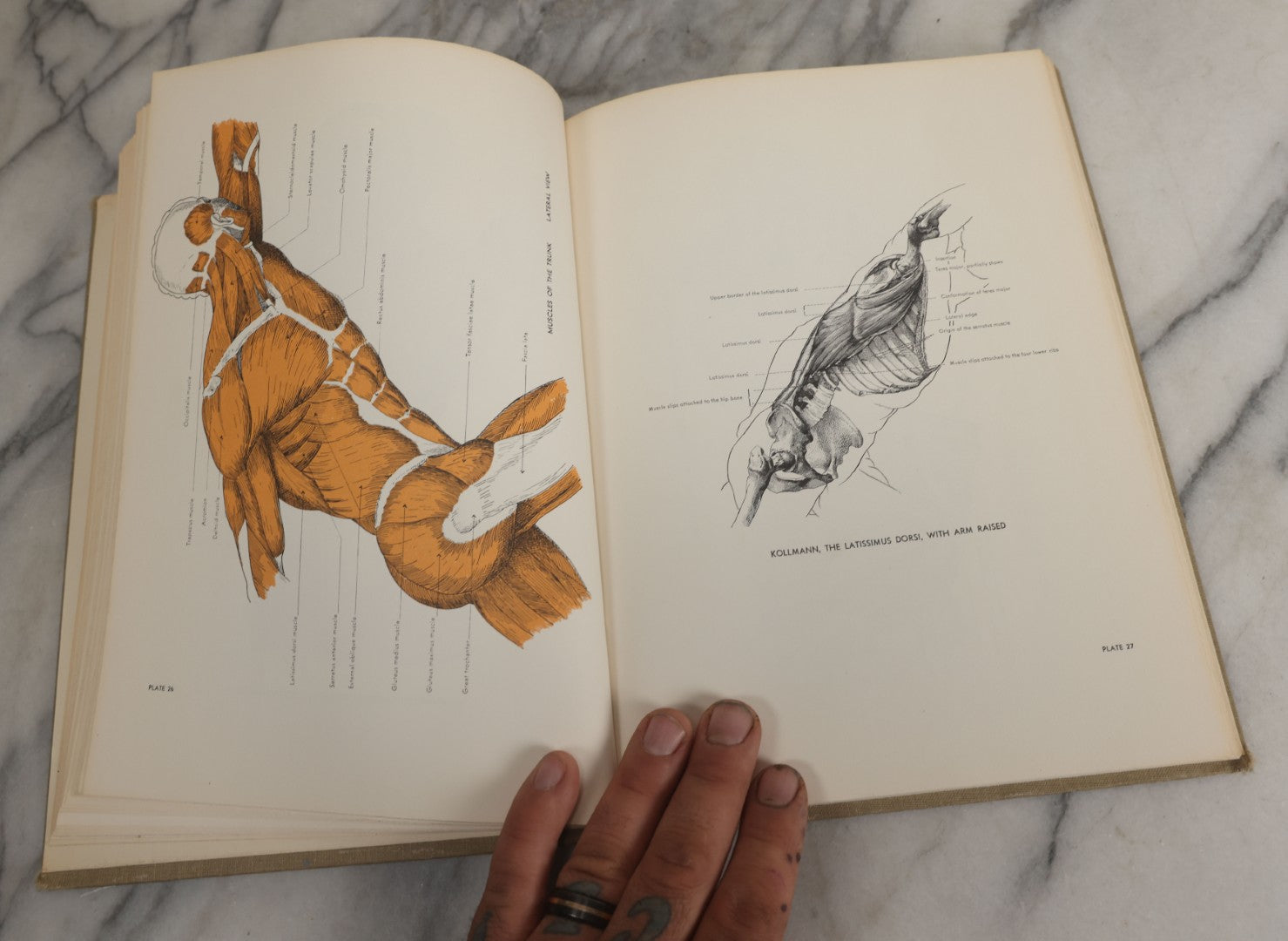 Lot 152 - "An Atlas Of Anatomy For Artists" Vintage Profusely Illustrated Anatomy Drawing Book By Fritz Schider, Dover Publications Inc., New York, 1957, Third American Edition