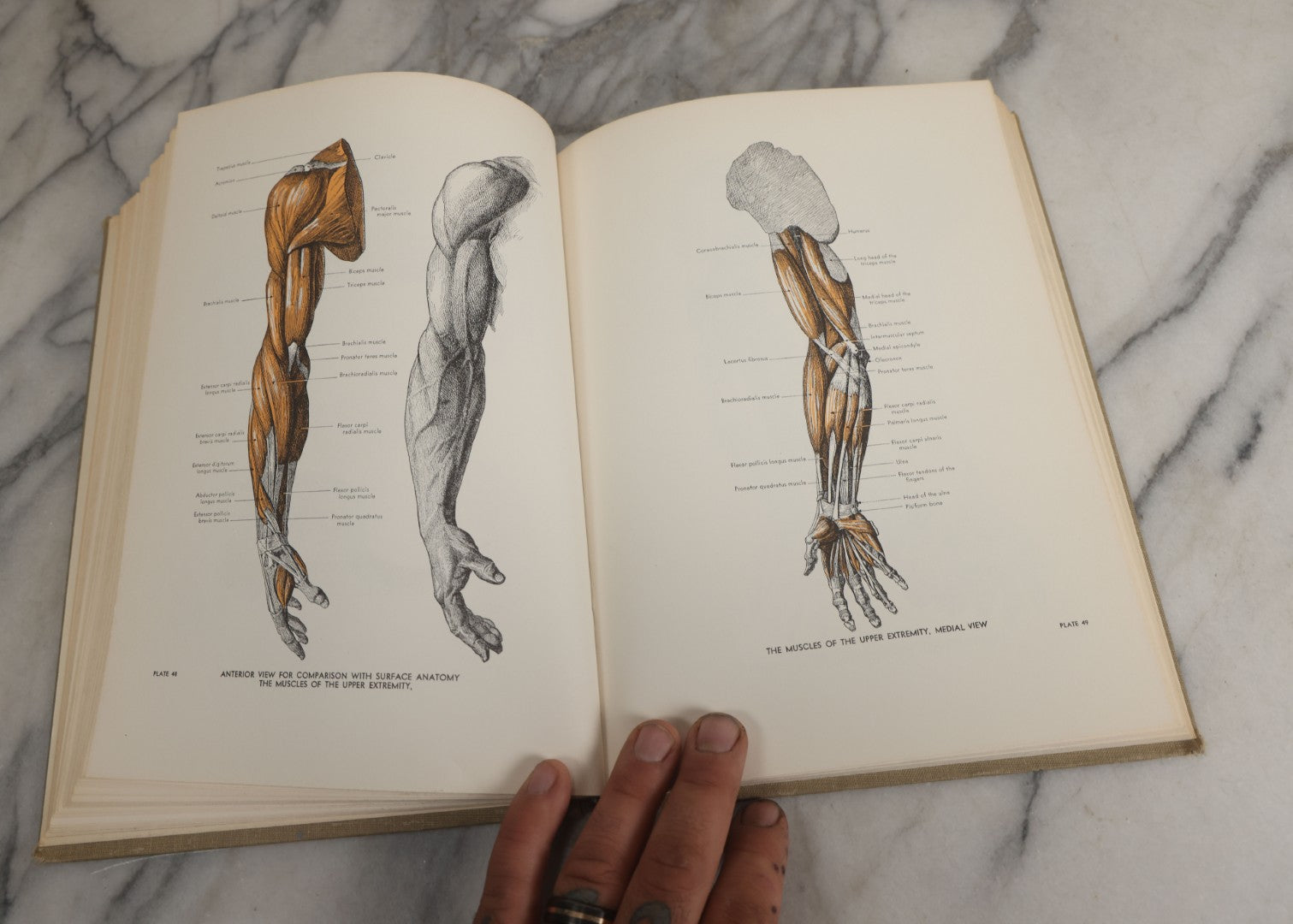 Lot 152 - "An Atlas Of Anatomy For Artists" Vintage Profusely Illustrated Anatomy Drawing Book By Fritz Schider, Dover Publications Inc., New York, 1957, Third American Edition