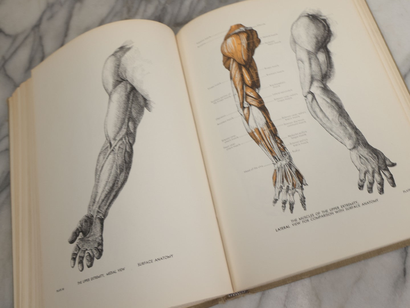 Lot 152 - "An Atlas Of Anatomy For Artists" Vintage Profusely Illustrated Anatomy Drawing Book By Fritz Schider, Dover Publications Inc., New York, 1957, Third American Edition