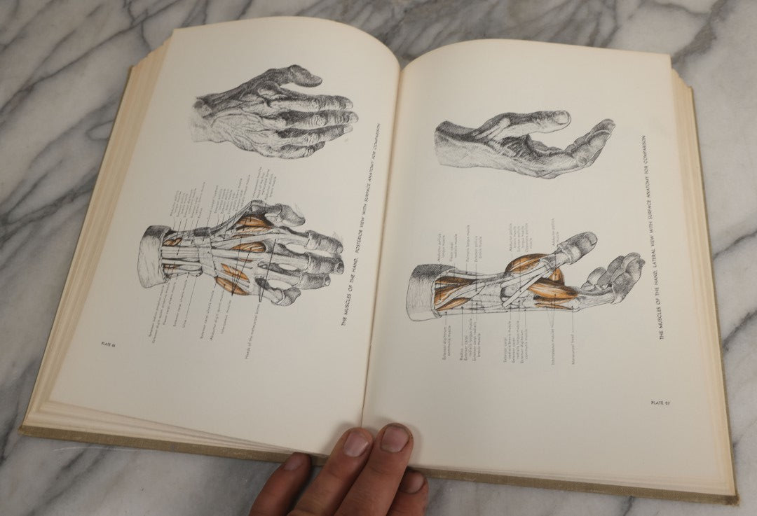 Lot 152 - "An Atlas Of Anatomy For Artists" Vintage Profusely Illustrated Anatomy Drawing Book By Fritz Schider, Dover Publications Inc., New York, 1957, Third American Edition