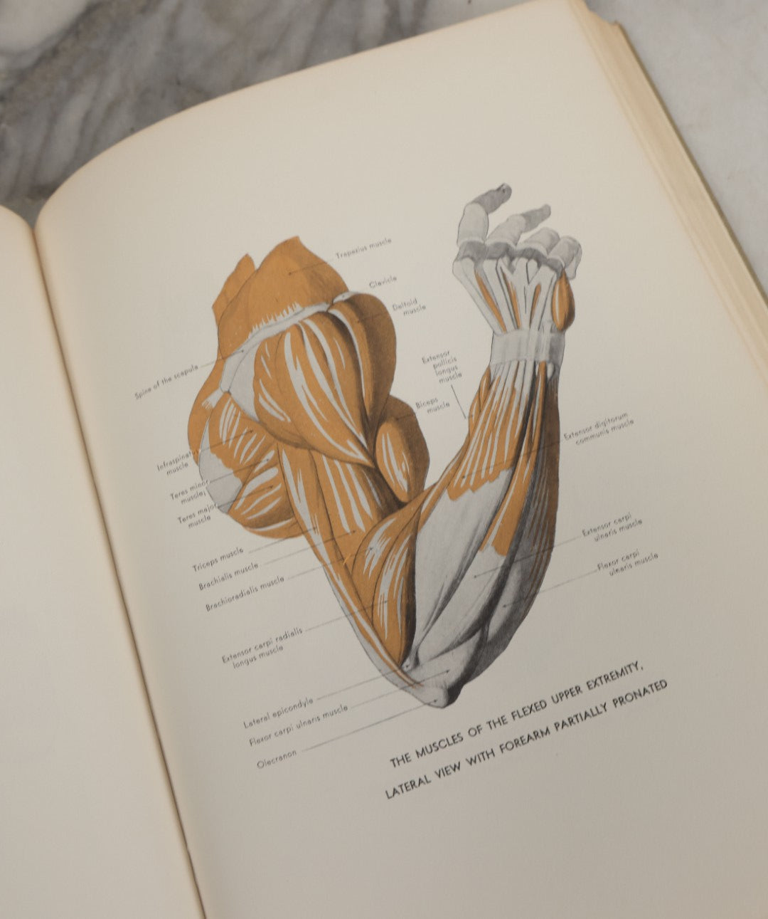 Lot 152 - "An Atlas Of Anatomy For Artists" Vintage Profusely Illustrated Anatomy Drawing Book By Fritz Schider, Dover Publications Inc., New York, 1957, Third American Edition