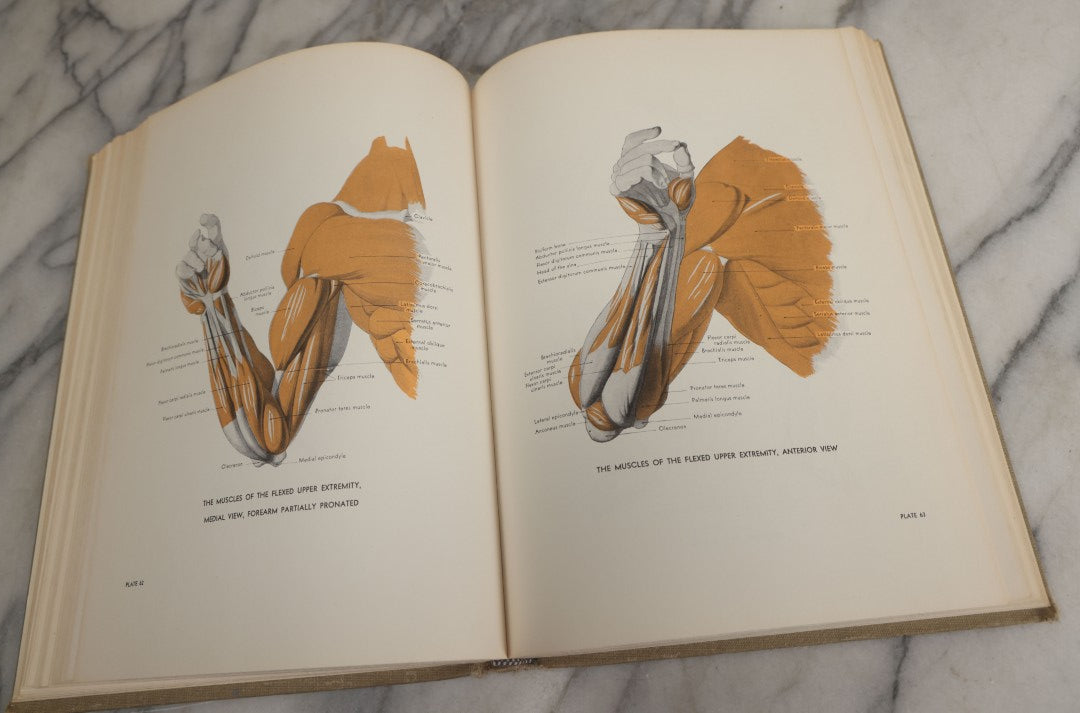 Lot 152 - "An Atlas Of Anatomy For Artists" Vintage Profusely Illustrated Anatomy Drawing Book By Fritz Schider, Dover Publications Inc., New York, 1957, Third American Edition