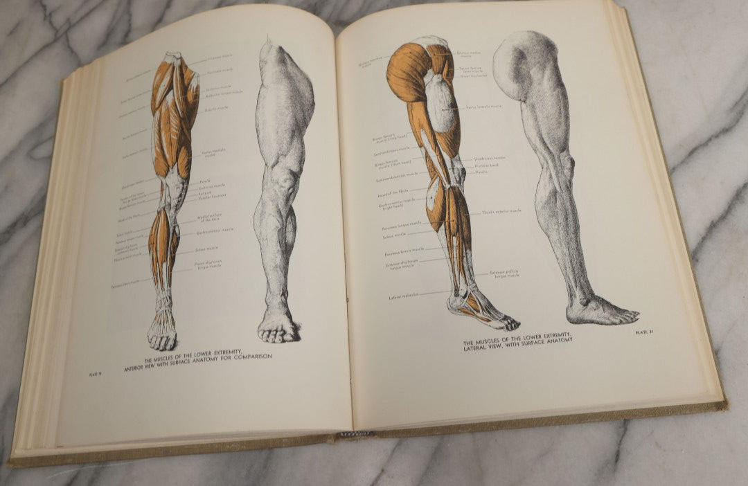 Lot 152 - "An Atlas Of Anatomy For Artists" Vintage Profusely Illustrated Anatomy Drawing Book By Fritz Schider, Dover Publications Inc., New York, 1957, Third American Edition