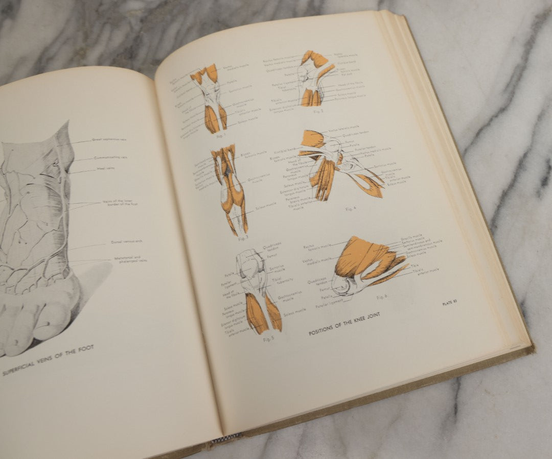Lot 152 - "An Atlas Of Anatomy For Artists" Vintage Profusely Illustrated Anatomy Drawing Book By Fritz Schider, Dover Publications Inc., New York, 1957, Third American Edition