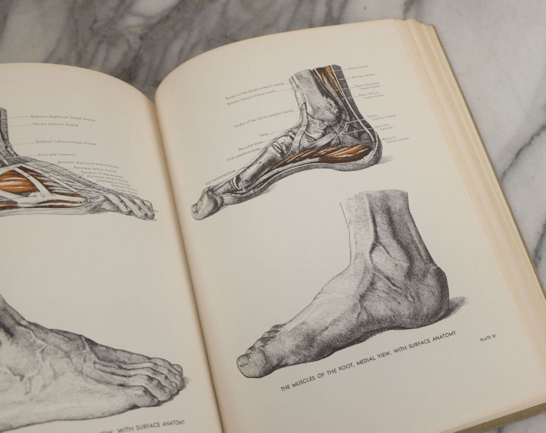 Lot 152 - "An Atlas Of Anatomy For Artists" Vintage Profusely Illustrated Anatomy Drawing Book By Fritz Schider, Dover Publications Inc., New York, 1957, Third American Edition