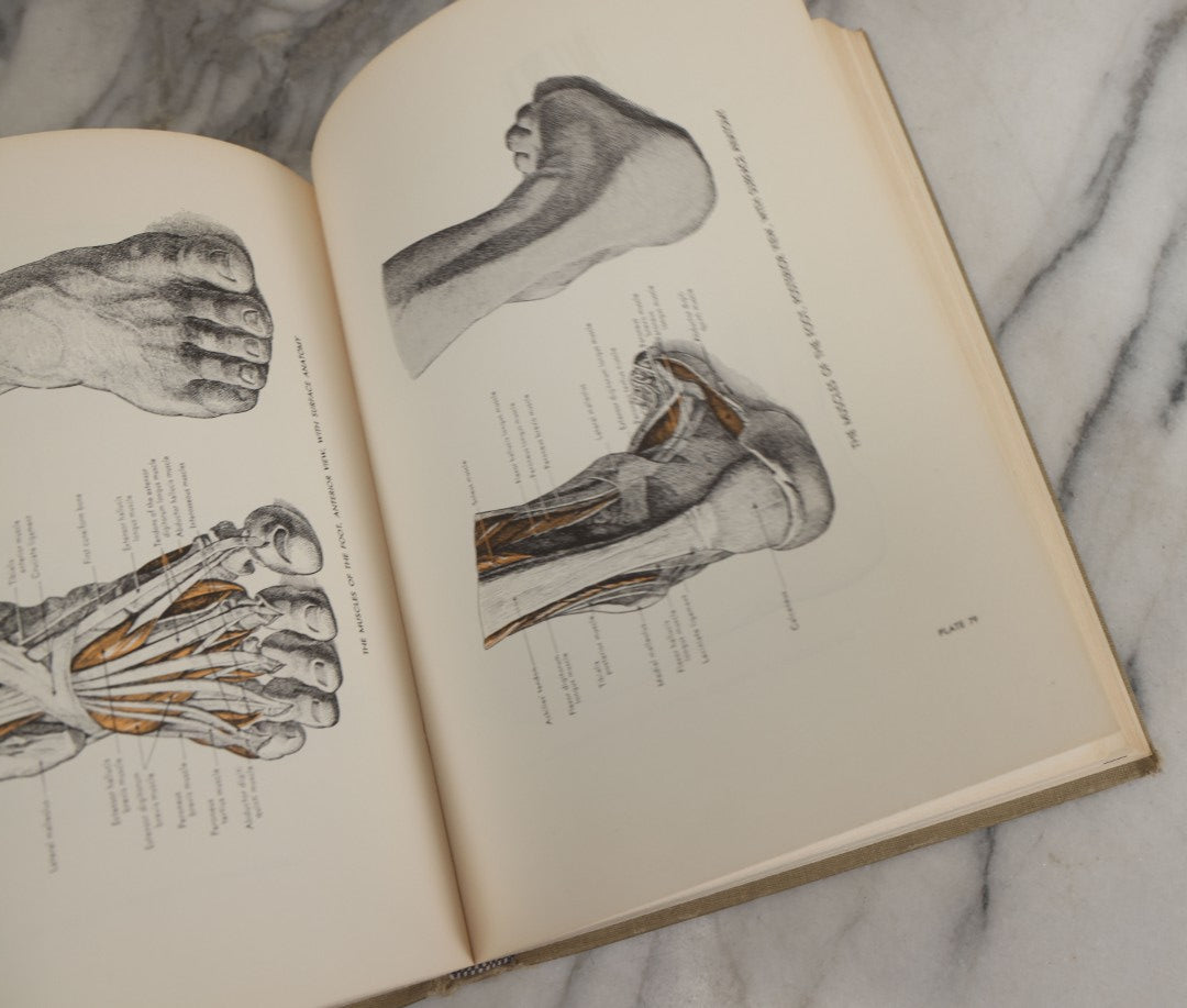 Lot 152 - "An Atlas Of Anatomy For Artists" Vintage Profusely Illustrated Anatomy Drawing Book By Fritz Schider, Dover Publications Inc., New York, 1957, Third American Edition