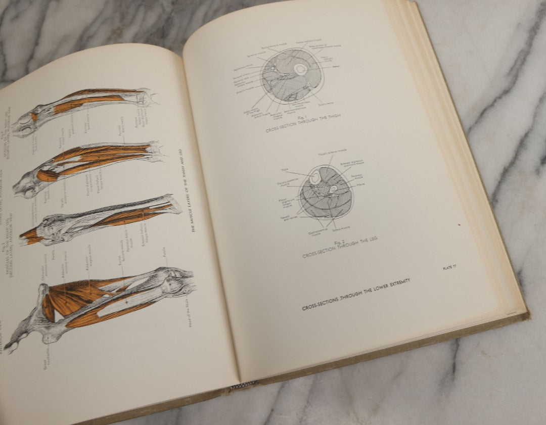 Lot 152 - "An Atlas Of Anatomy For Artists" Vintage Profusely Illustrated Anatomy Drawing Book By Fritz Schider, Dover Publications Inc., New York, 1957, Third American Edition