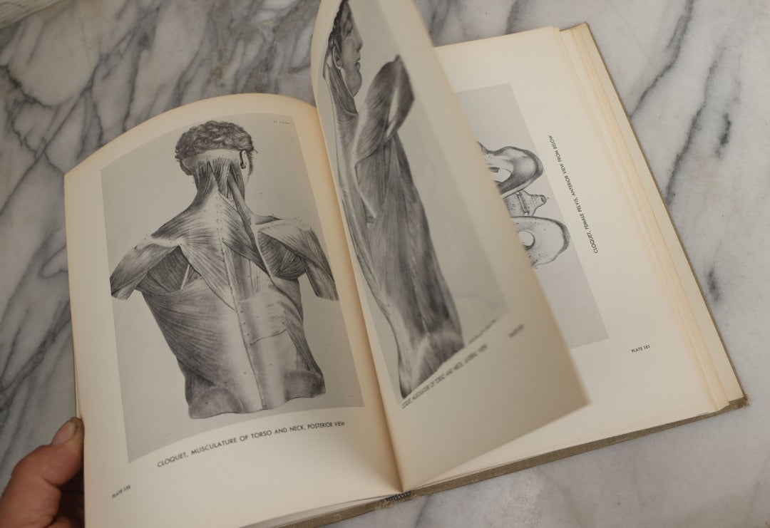 Lot 152 - "An Atlas Of Anatomy For Artists" Vintage Profusely Illustrated Anatomy Drawing Book By Fritz Schider, Dover Publications Inc., New York, 1957, Third American Edition