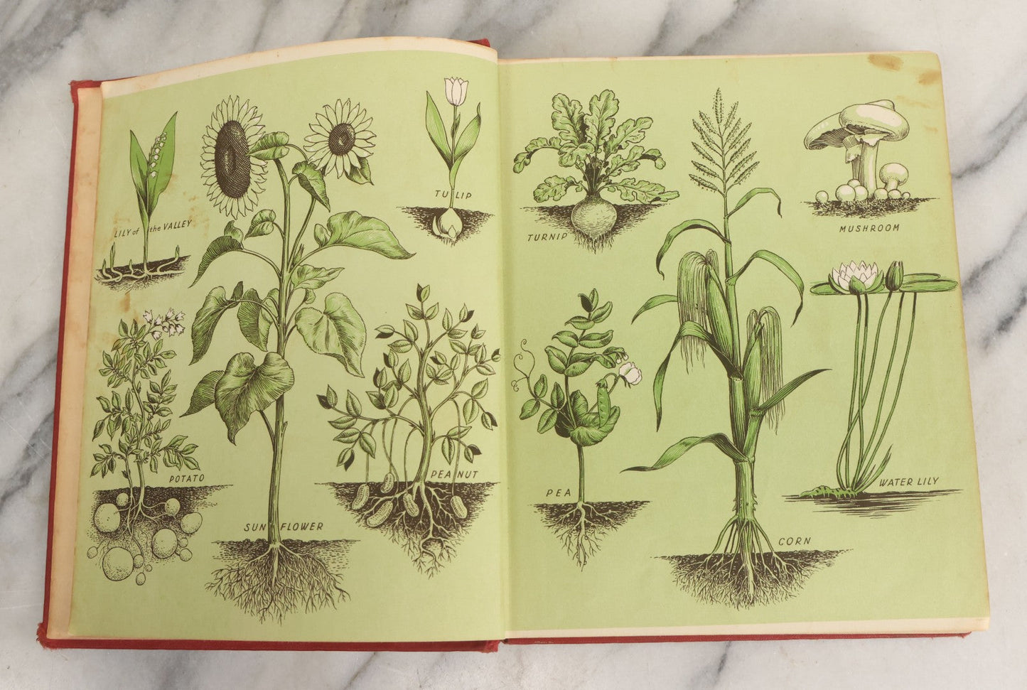 Lot 162 - "The First Book Of Plants" Vintage Book By Alice Dickinson, With Pictures By Paul Wenck, Graystone Press, Publishers, New York, Copyright 1953
