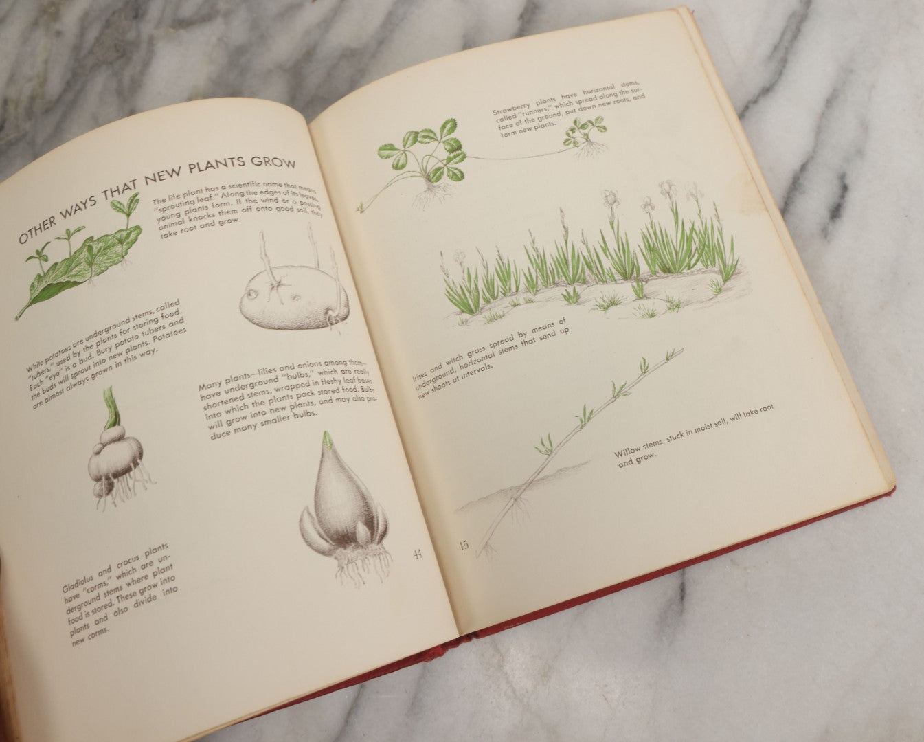 Lot 162 - "The First Book Of Plants" Vintage Book By Alice Dickinson, With Pictures By Paul Wenck, Graystone Press, Publishers, New York, Copyright 1953