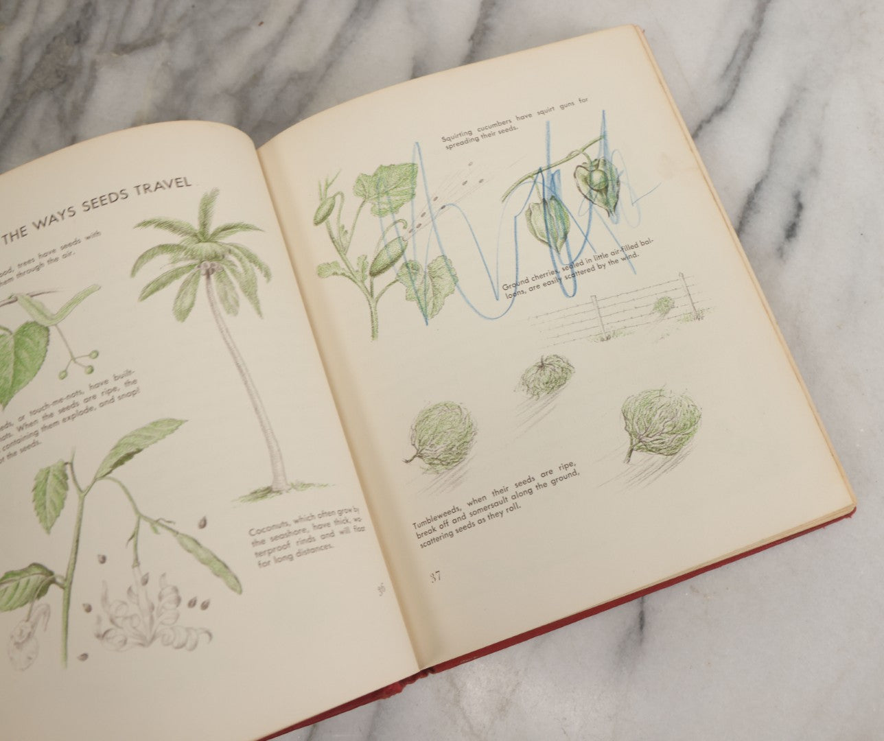 Lot 162 - "The First Book Of Plants" Vintage Book By Alice Dickinson, With Pictures By Paul Wenck, Graystone Press, Publishers, New York, Copyright 1953