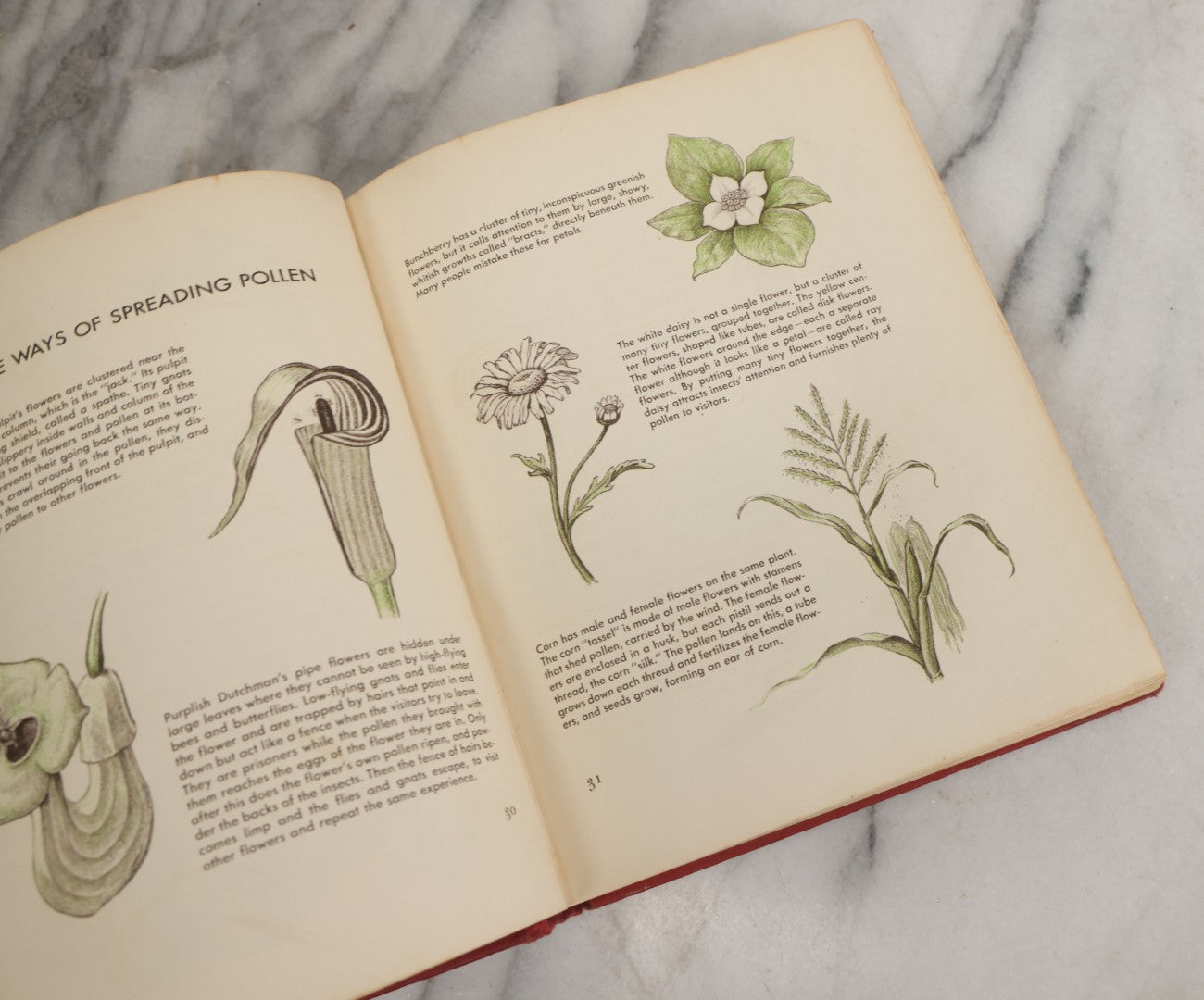 Lot 162 - "The First Book Of Plants" Vintage Book By Alice Dickinson, With Pictures By Paul Wenck, Graystone Press, Publishers, New York, Copyright 1953