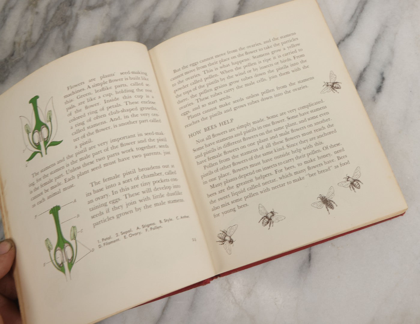 Lot 162 - "The First Book Of Plants" Vintage Book By Alice Dickinson, With Pictures By Paul Wenck, Graystone Press, Publishers, New York, Copyright 1953