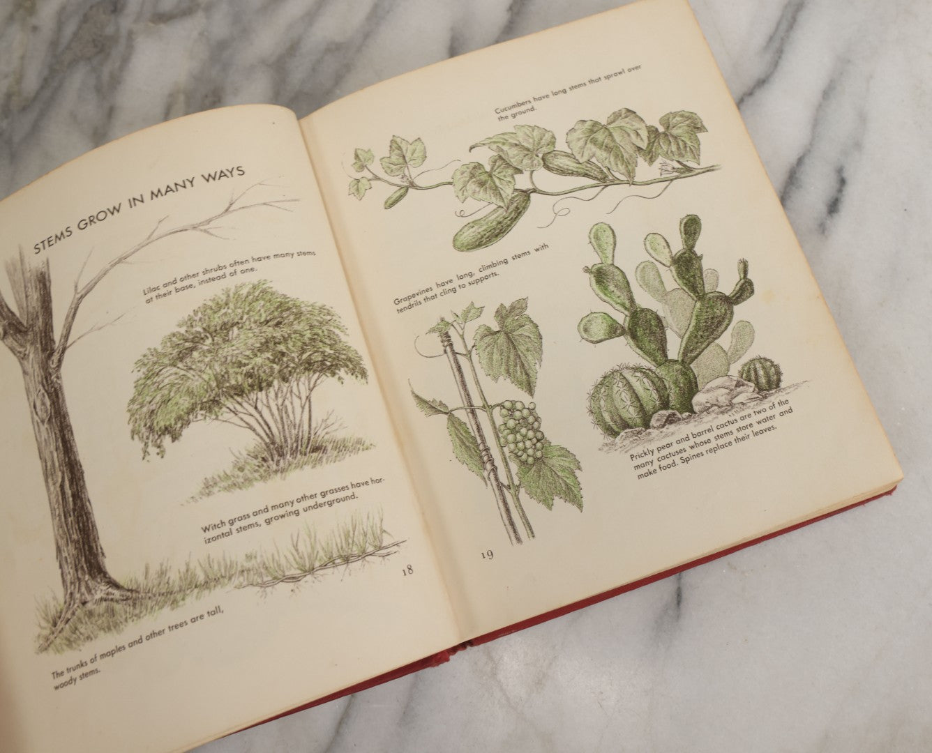 Lot 162 - "The First Book Of Plants" Vintage Book By Alice Dickinson, With Pictures By Paul Wenck, Graystone Press, Publishers, New York, Copyright 1953