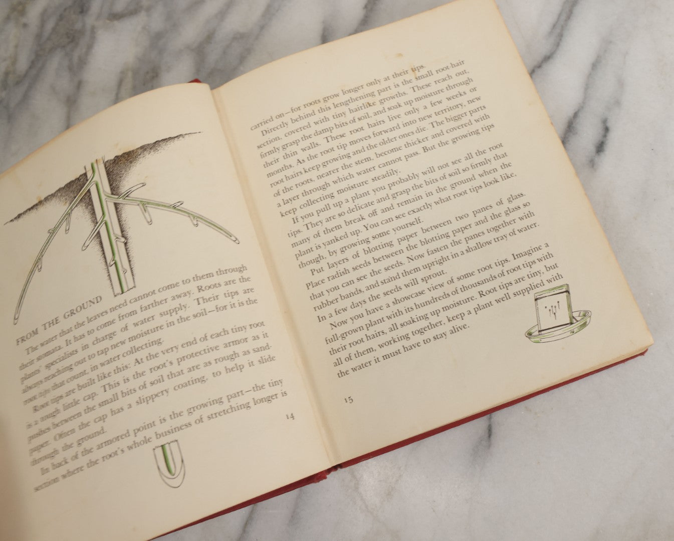 Lot 162 - "The First Book Of Plants" Vintage Book By Alice Dickinson, With Pictures By Paul Wenck, Graystone Press, Publishers, New York, Copyright 1953