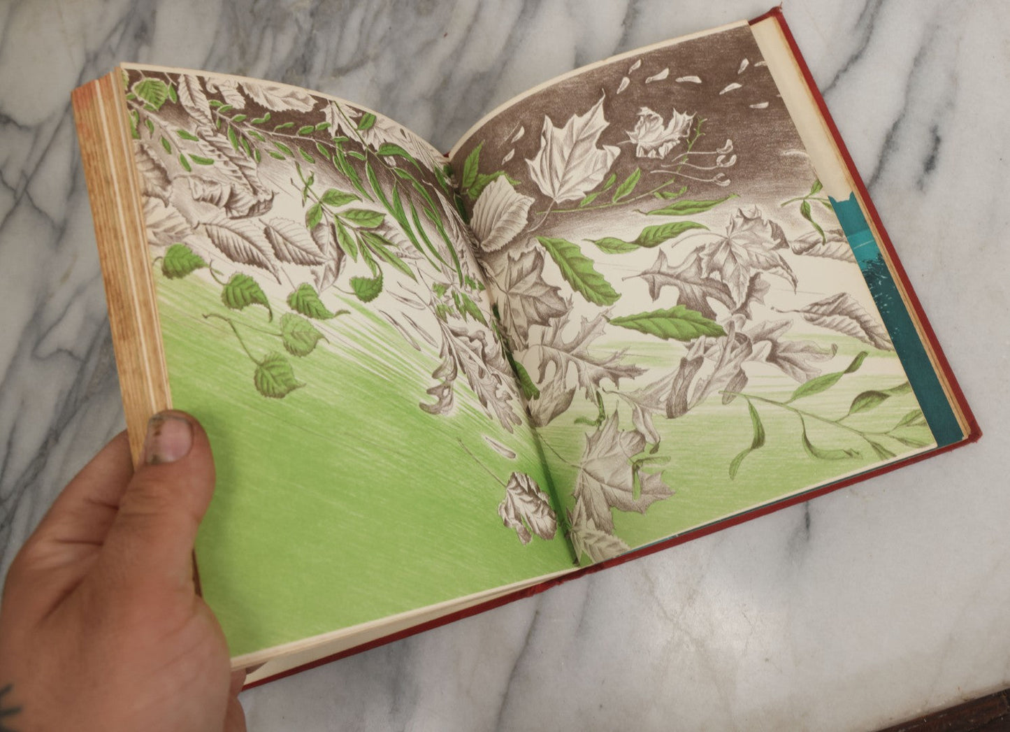 Lot 162 - "The First Book Of Plants" Vintage Book By Alice Dickinson, With Pictures By Paul Wenck, Graystone Press, Publishers, New York, Copyright 1953