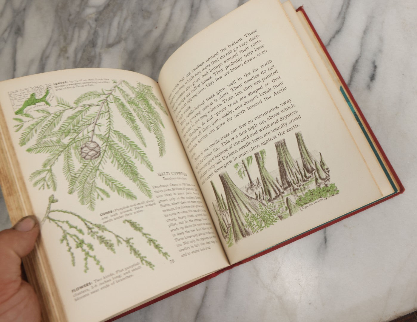 Lot 162 - "The First Book Of Plants" Vintage Book By Alice Dickinson, With Pictures By Paul Wenck, Graystone Press, Publishers, New York, Copyright 1953