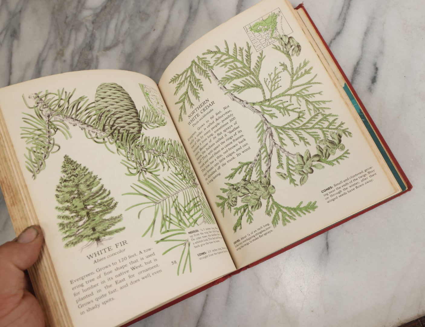 Lot 162 - "The First Book Of Plants" Vintage Book By Alice Dickinson, With Pictures By Paul Wenck, Graystone Press, Publishers, New York, Copyright 1953