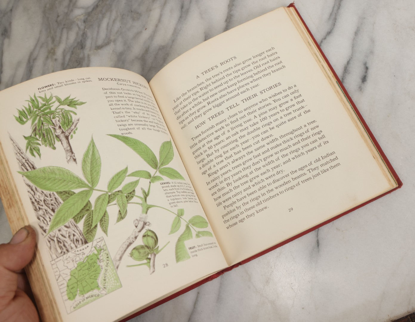 Lot 162 - "The First Book Of Plants" Vintage Book By Alice Dickinson, With Pictures By Paul Wenck, Graystone Press, Publishers, New York, Copyright 1953