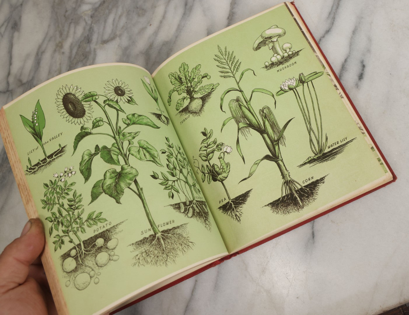 Lot 162 - "The First Book Of Plants" Vintage Book By Alice Dickinson, With Pictures By Paul Wenck, Graystone Press, Publishers, New York, Copyright 1953