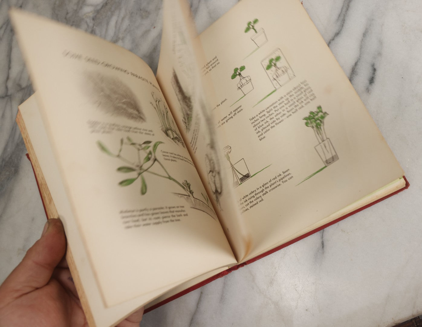 Lot 162 - "The First Book Of Plants" Vintage Book By Alice Dickinson, With Pictures By Paul Wenck, Graystone Press, Publishers, New York, Copyright 1953