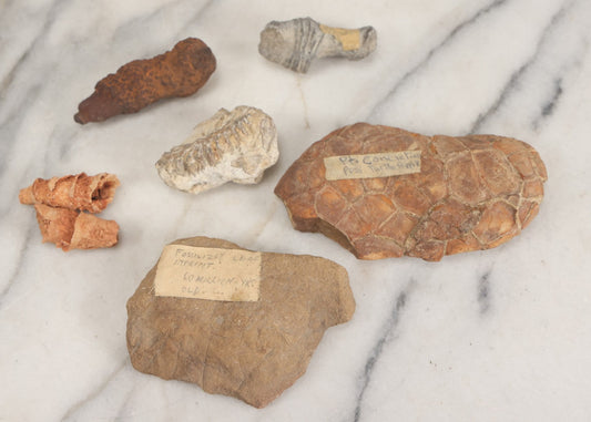 Lot 052 - Fossil Grouping With 5+ Specimens Including Coral, Fossilized Leaf Imprint, And Possible Turtle Flipper, Other Fragments, With Typewritten Notations, Found In Colorado, Alabama, And Elsewhere