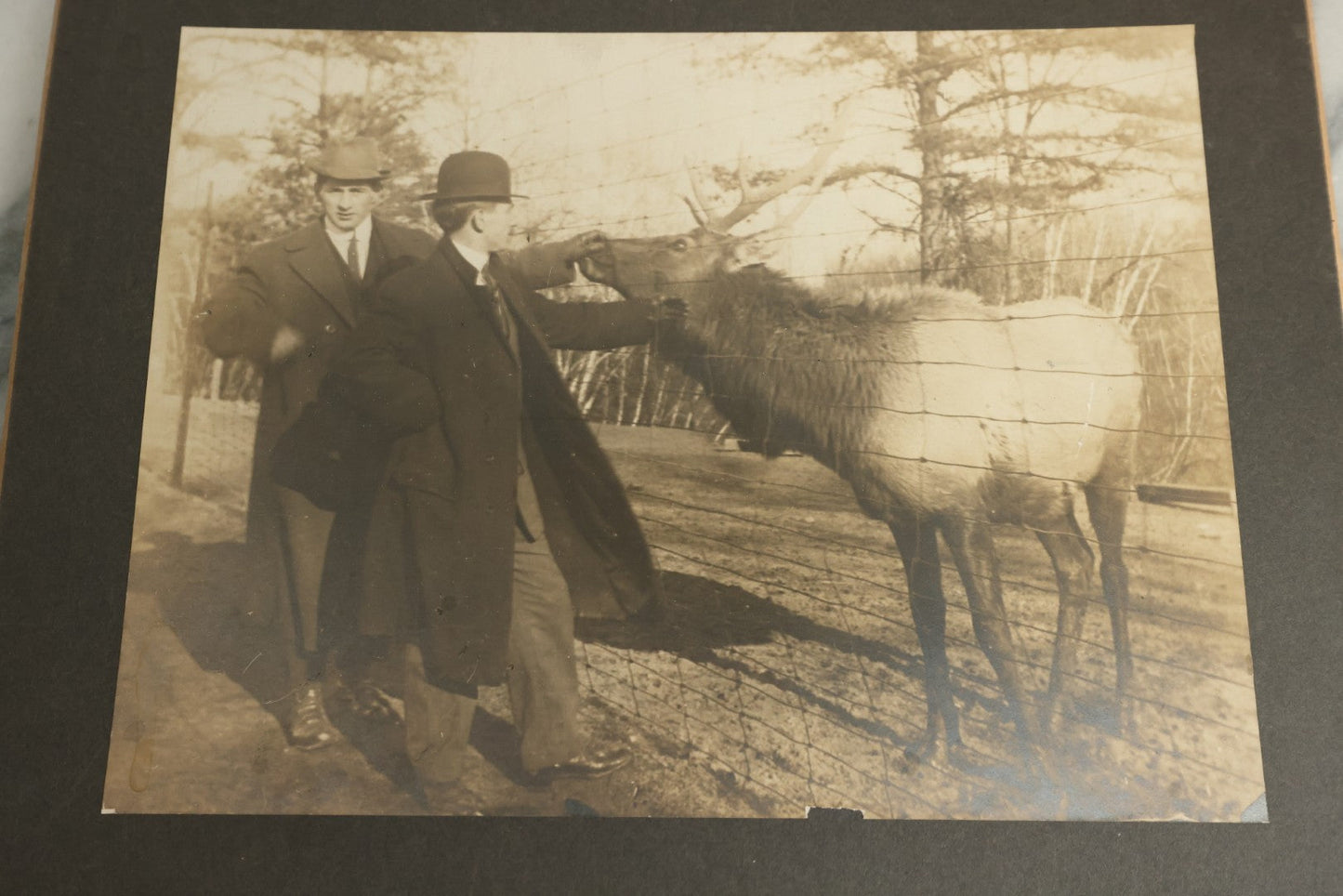 Lot 082 - Antique Boarded Photograph Of Two Men Petting An Elk Through A Chicken Wire Fence