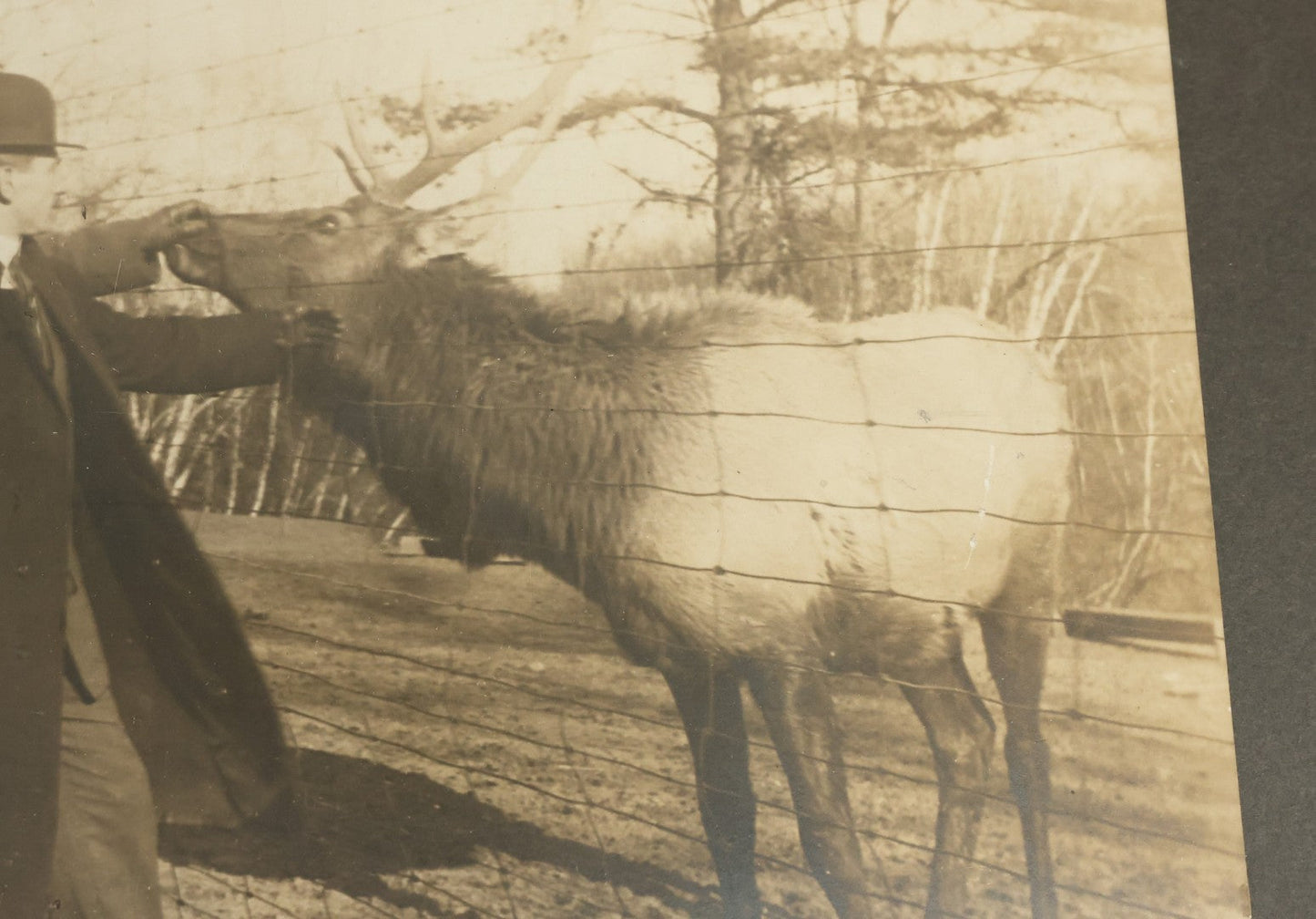 Lot 082 - Antique Boarded Photograph Of Two Men Petting An Elk Through A Chicken Wire Fence