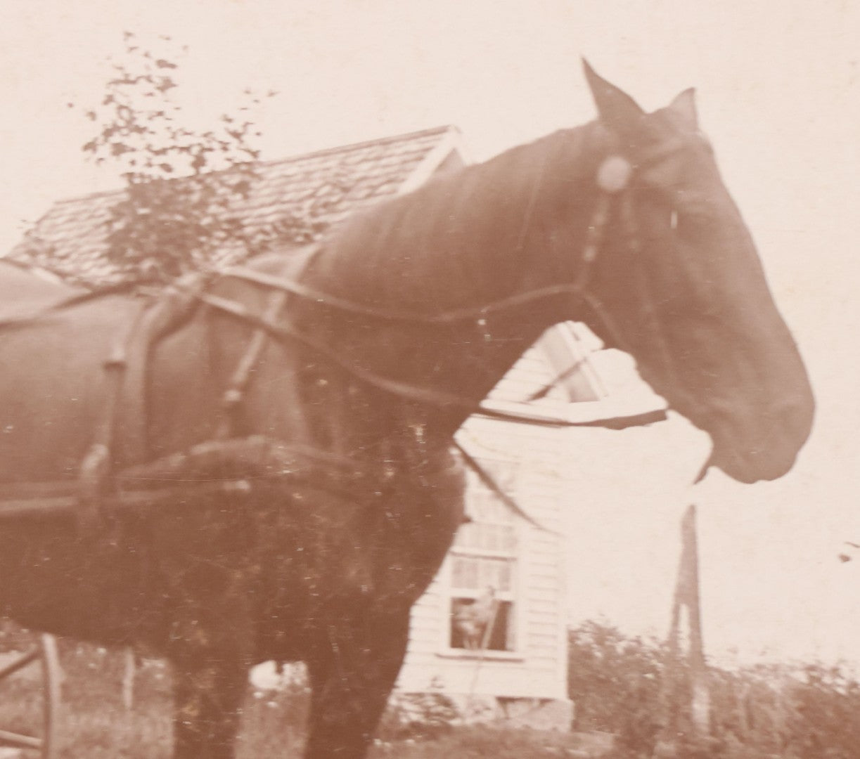 Lot 088 - Antique Boarded Photograph Of Family On Horsedrawn Cart Identified As Herbert & Vivian Eastman And Children Robert Goss & Charles Eastman, Outbuildings Visible In Background