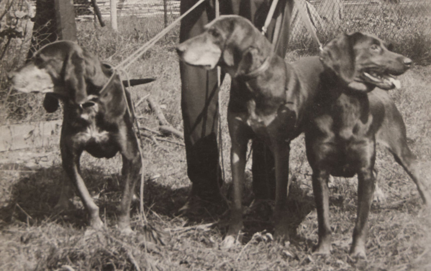 Lot 090 - Vintage Boarded Photograph Of Man In High Waisted Pants With Suspenders Holding Three Hounds On Leashes