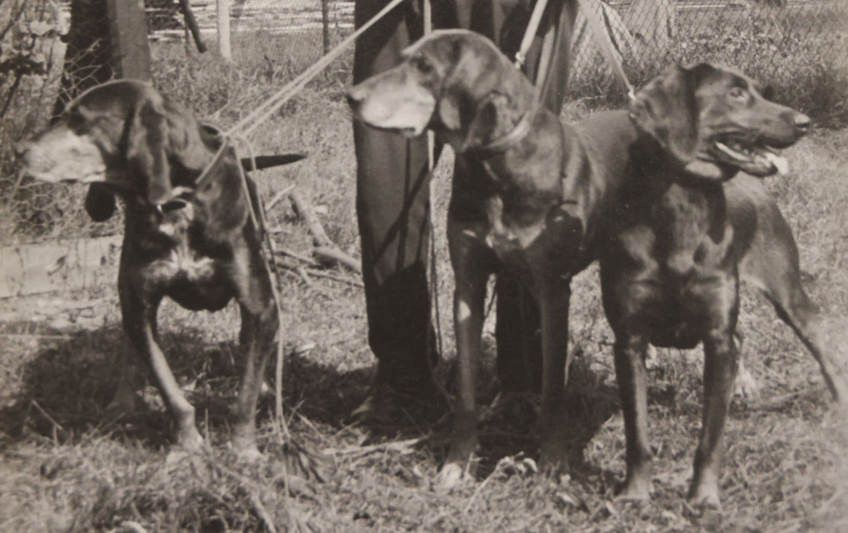 Lot 090 - Vintage Boarded Photograph Of Man In High Waisted Pants With Suspenders Holding Three Hounds On Leashes