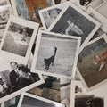 Lot 136 - Grouping Of 35 Vintage And Modern Snapshot Photographs Of People And Their Beloved Pets, Including Cats, Dogs, Cows And More