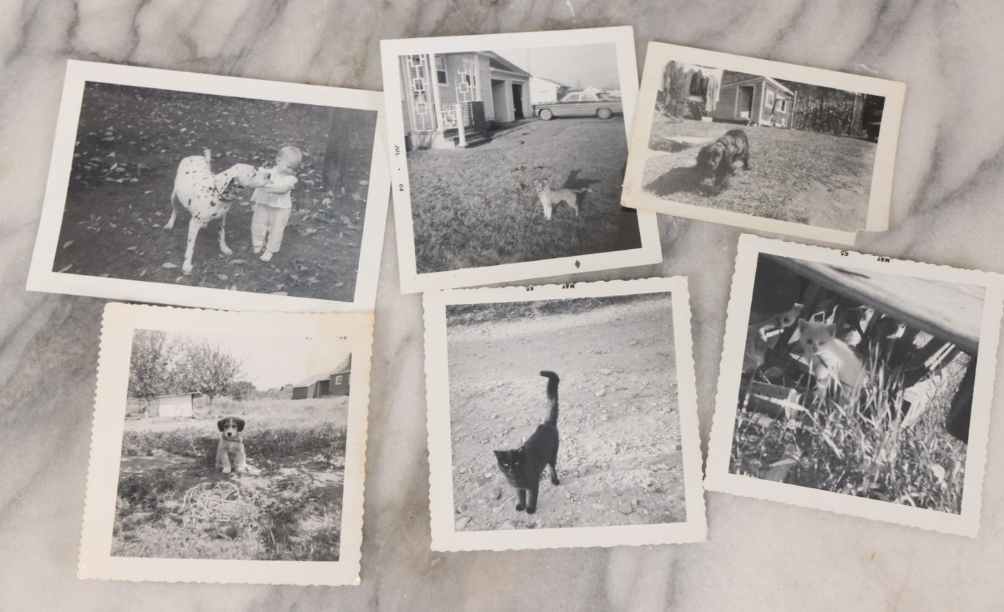 Lot 136 - Grouping Of 35 Vintage And Modern Snapshot Photographs Of People And Their Beloved Pets, Including Cats, Dogs, Cows And More