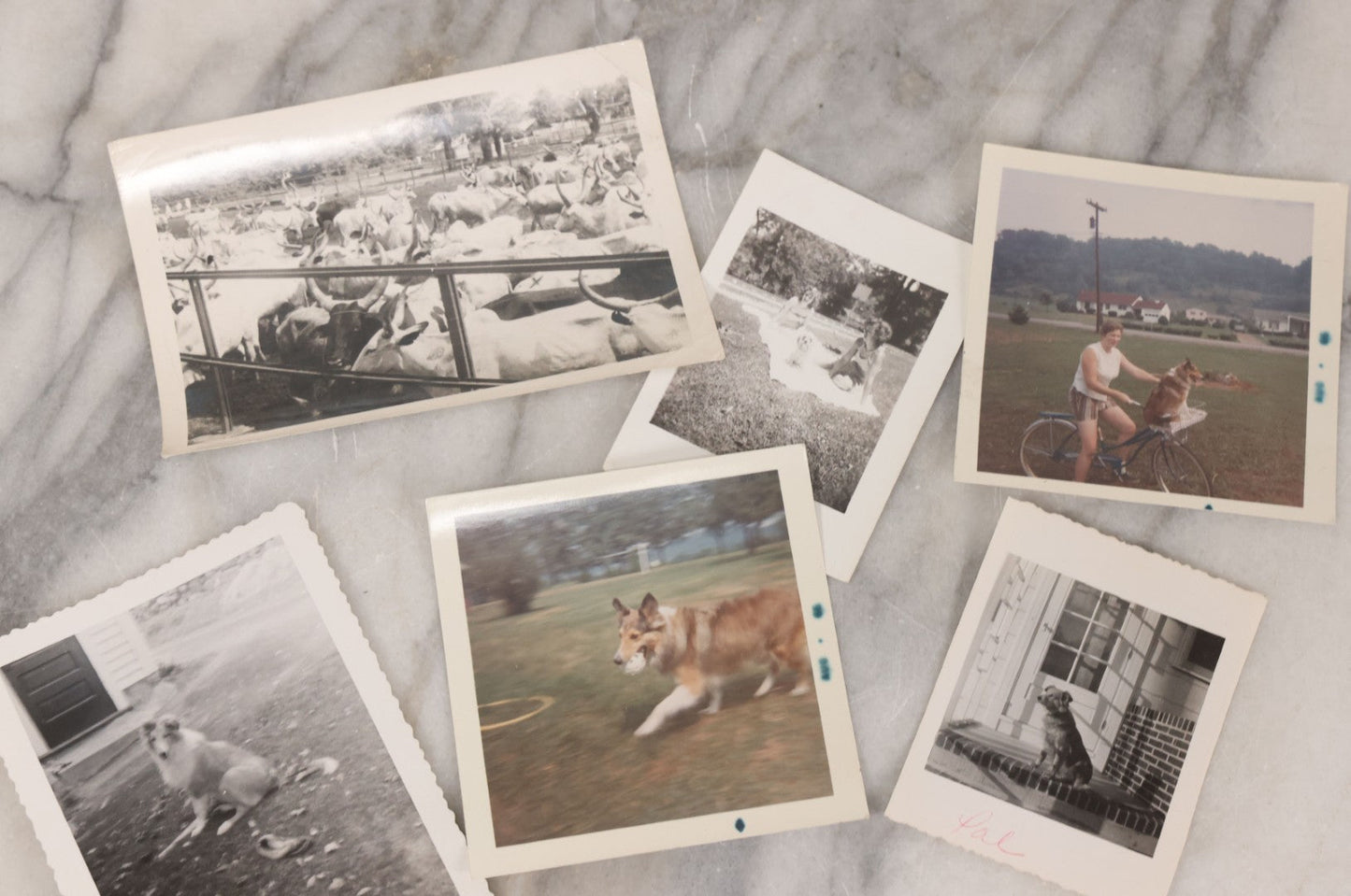 Lot 136 - Grouping Of 35 Vintage And Modern Snapshot Photographs Of People And Their Beloved Pets, Including Cats, Dogs, Cows And More
