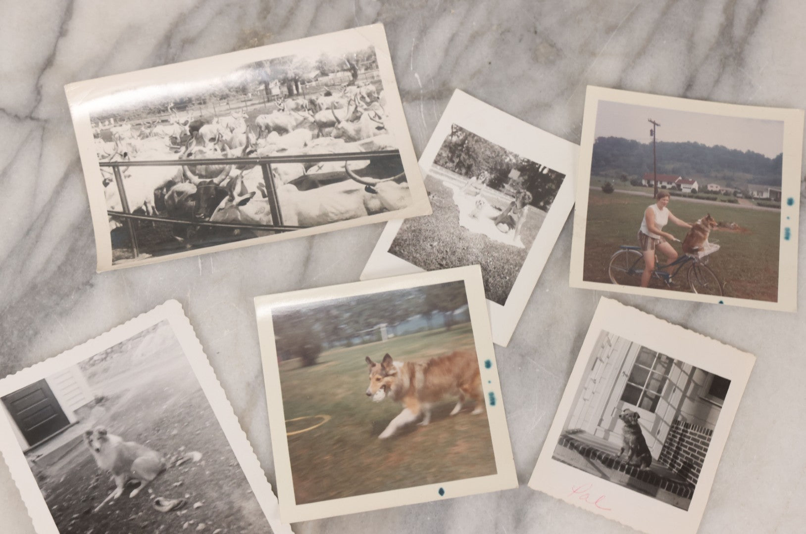 Lot 136 - Grouping Of 35 Vintage And Modern Snapshot Photographs Of People And Their Beloved Pets, Including Cats, Dogs, Cows And More
